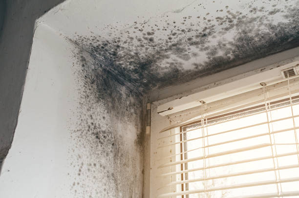 Affordable Bathroom Mold Removal solutions in Butler, NJ